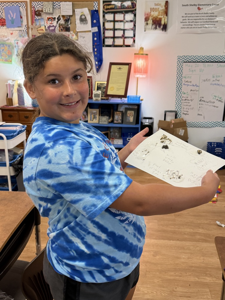 Owl Pellets
