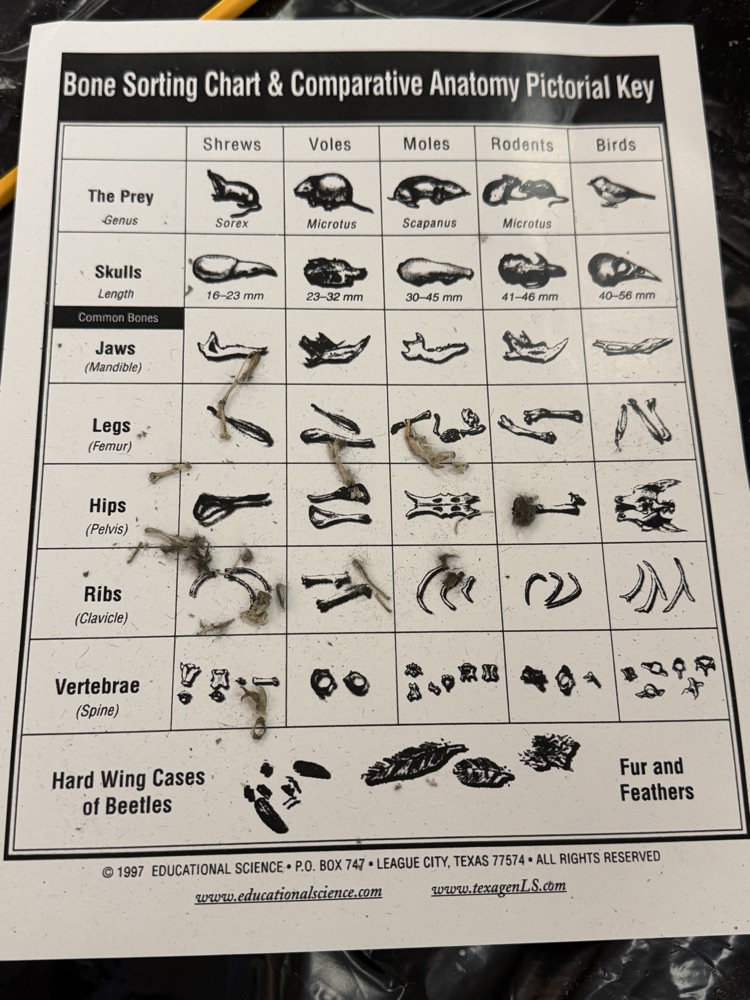 Owl Pellets