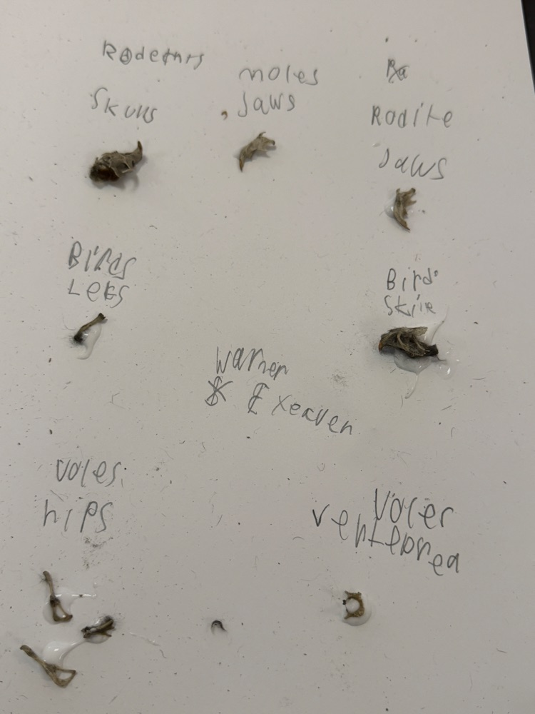 Owl Pellets