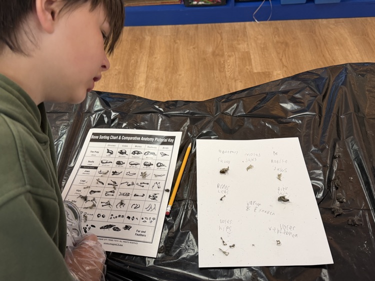 Owl Pellets