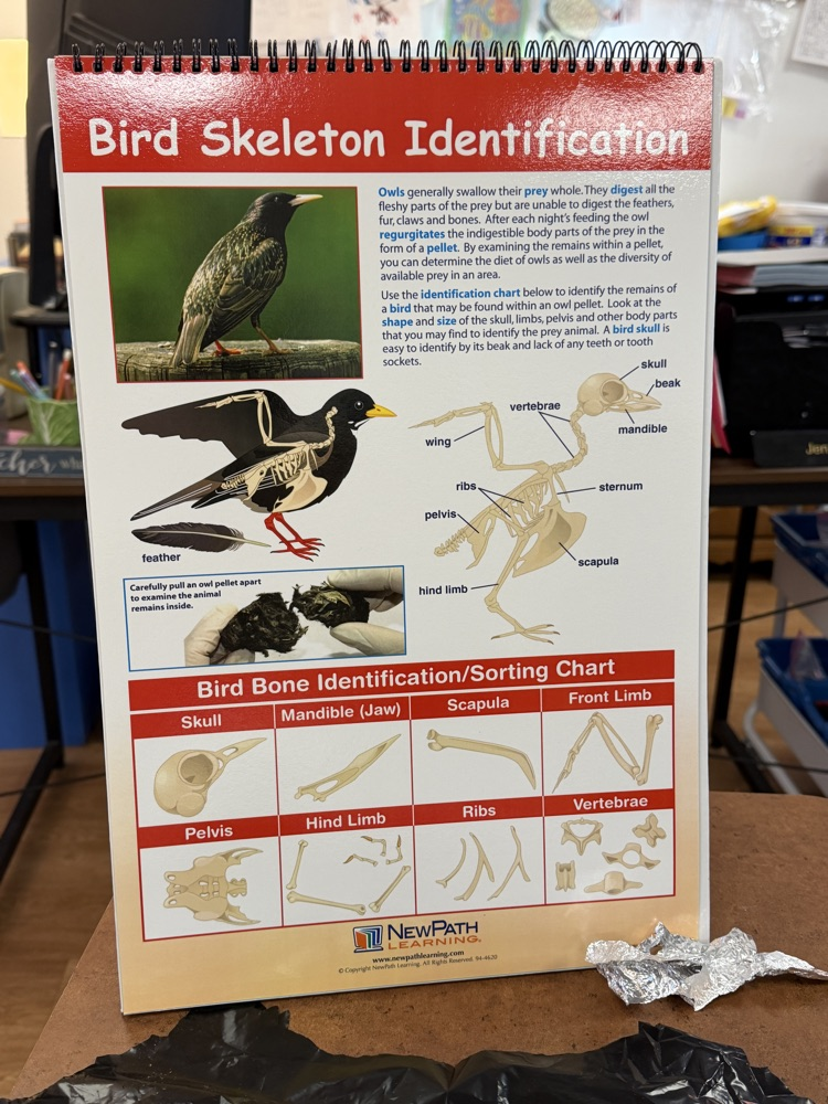 Owl Pellets