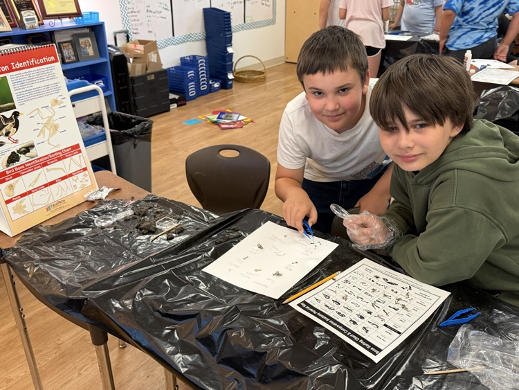 Owl Pellets