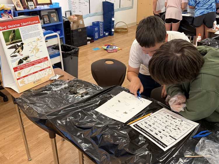 Owl Pellets