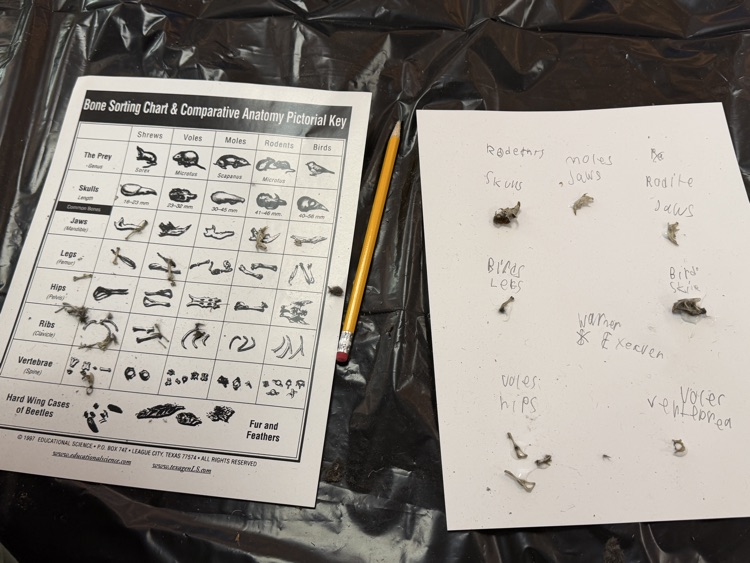 Owl Pellets