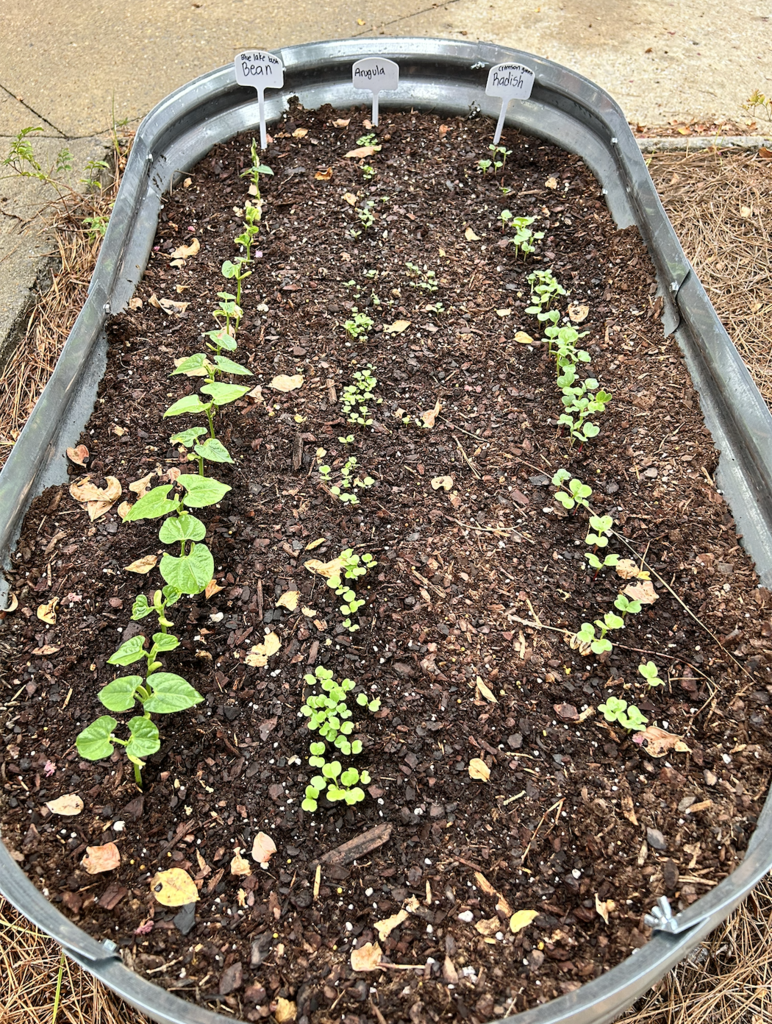 the same metal trough from the previous week now shows 3 rows of newly sprouted seeds peeking out of the dirt