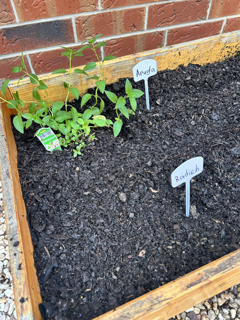 small blooms of arugla coming out a raised bed 