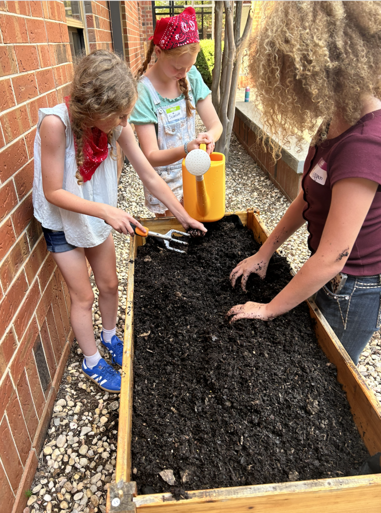 student with a yellow watering can waters young seedlings in a raised bed