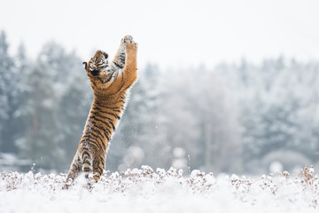 Tiger Snow Day Celebration