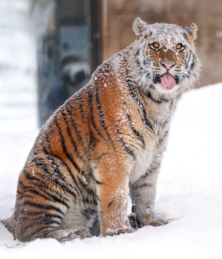 Snow Blasted Tiger