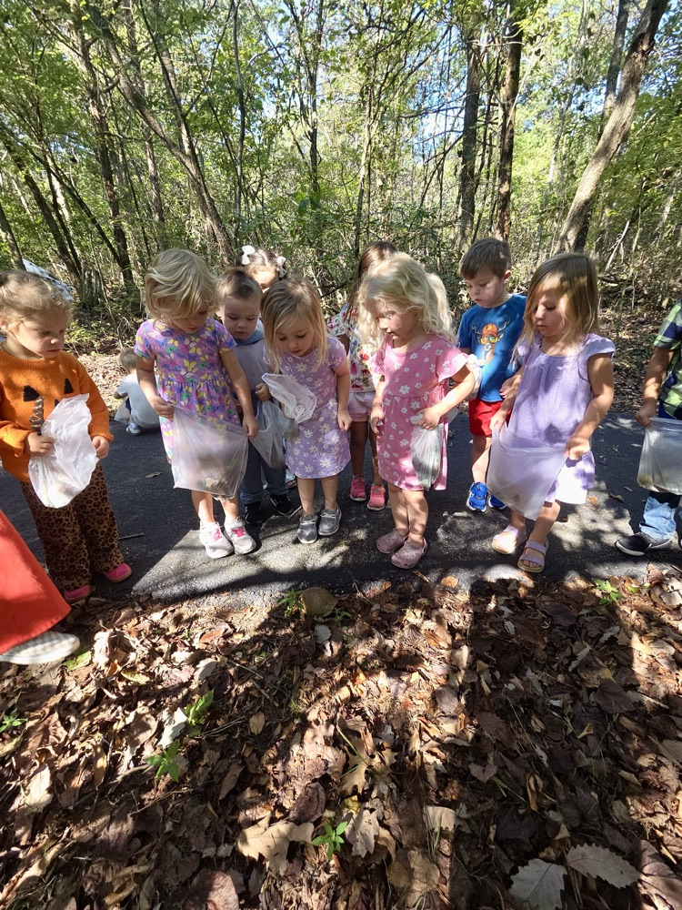 PreK looking at keavesat leaves