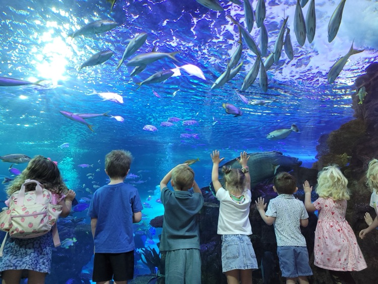 watching fish