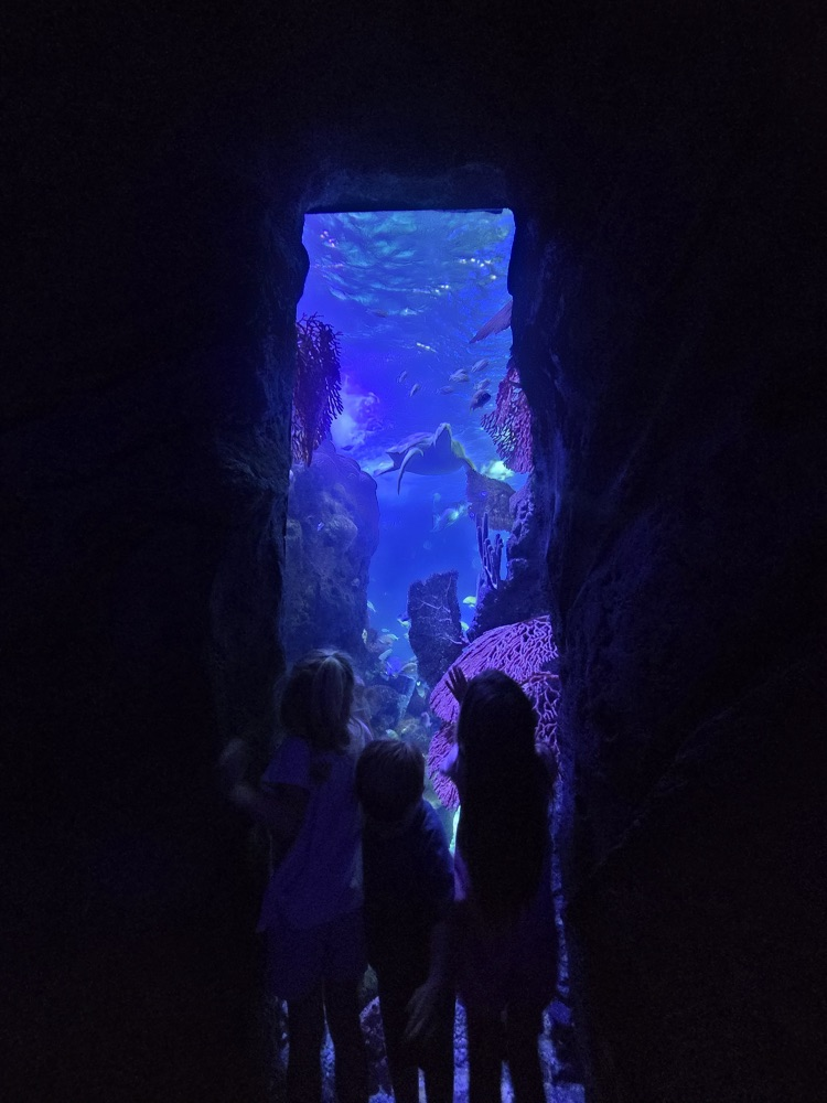 Looking at a stingray