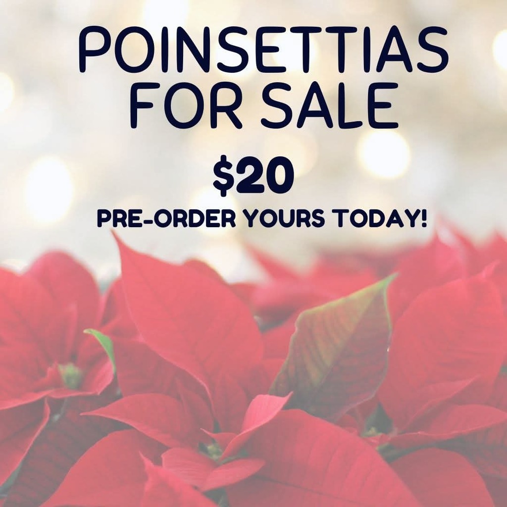 poinsettia image