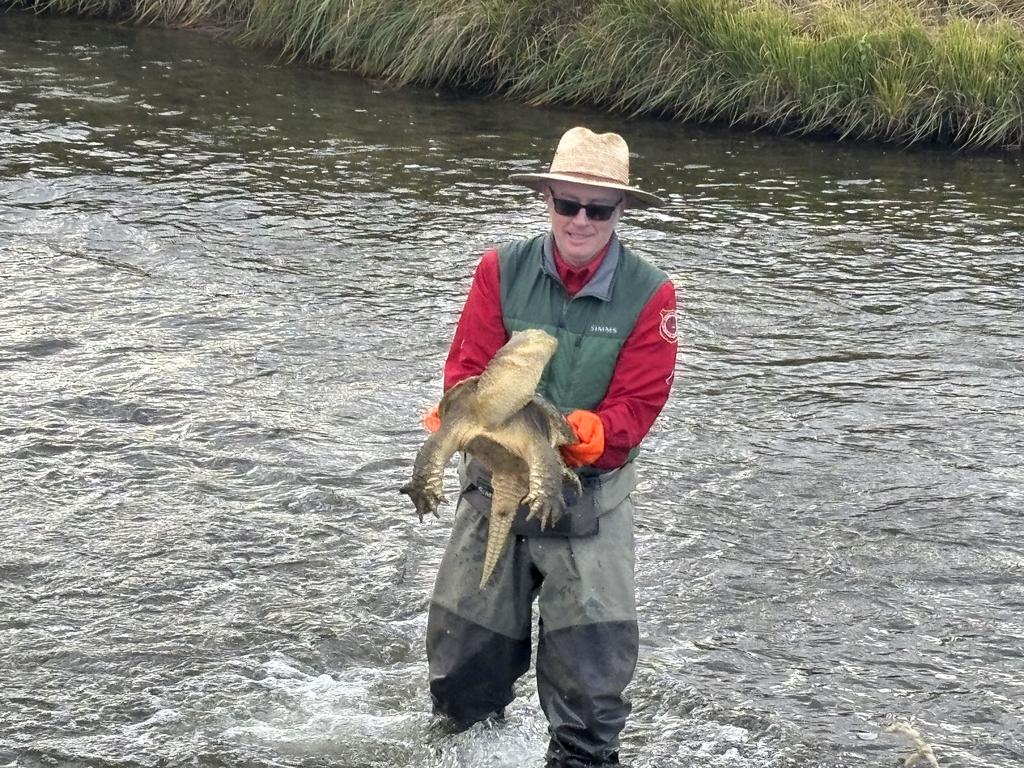 Not just fish in the creek 