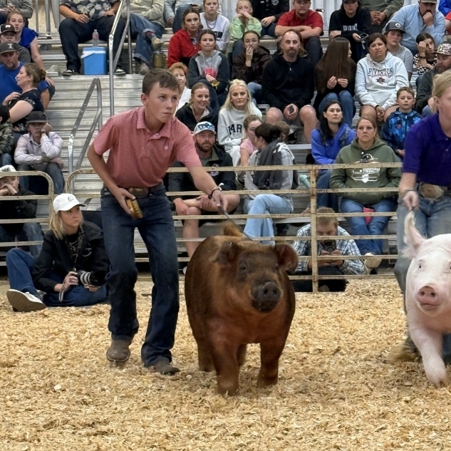 fair 3