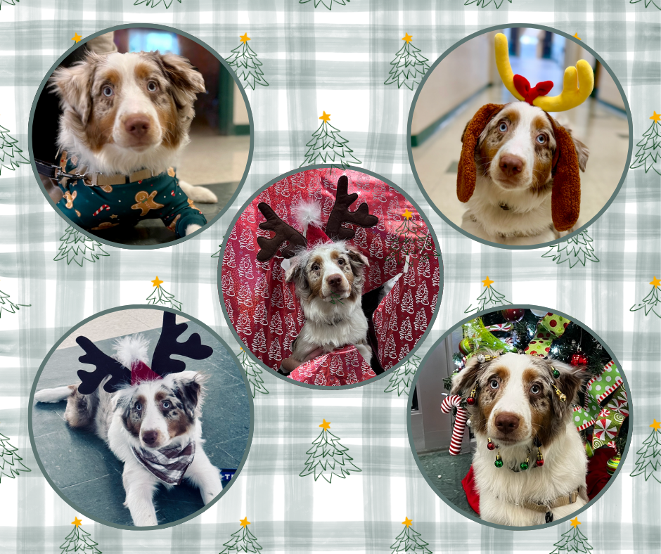 Merle Monday - Christmas Break