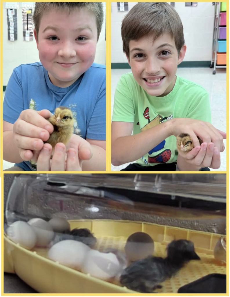 From a newly hatched chick resting inside the warm incubator to our excited EEI students getting to meet and gently hold their new feathered friends, science truly came to life! 🐣✨