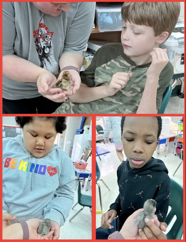 From a newly hatched chick resting inside the warm incubator to our excited EEI students getting to meet and gently hold their new feathered friends, science truly came to life! 🐣✨