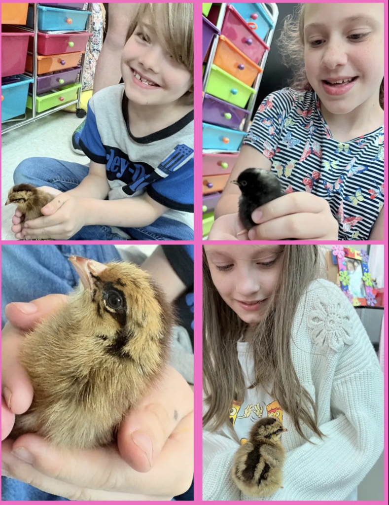 From a newly hatched chick resting inside the warm incubator to our excited EEI students getting to meet and gently hold their new feathered friends, science truly came to life! 🐣✨