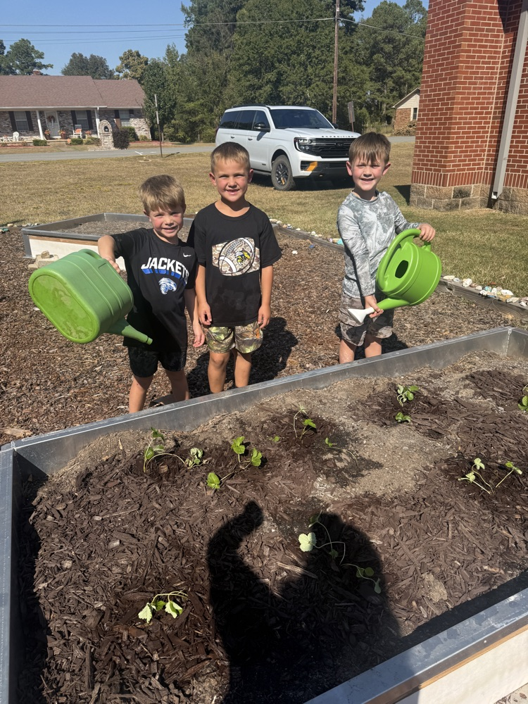 planting in the garden