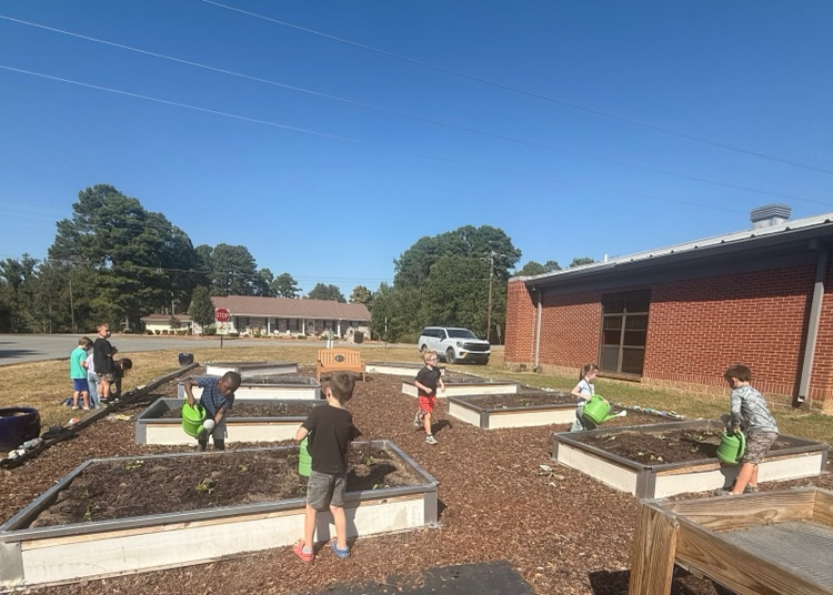 planting in the garden