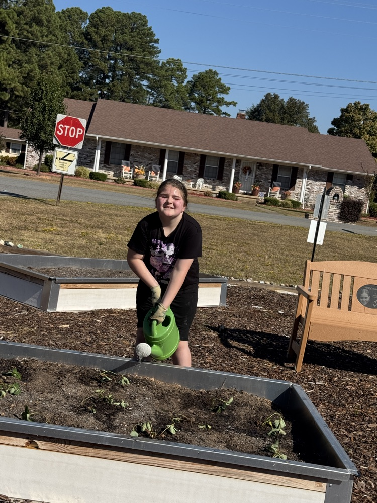 planting in the garden