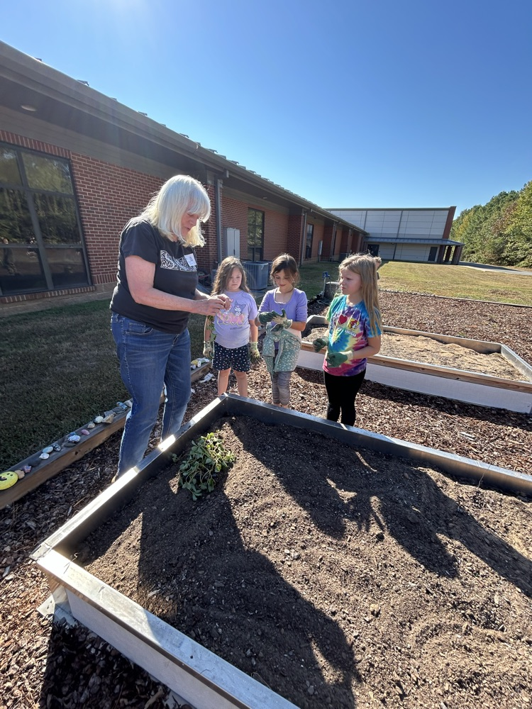 planting in the garden