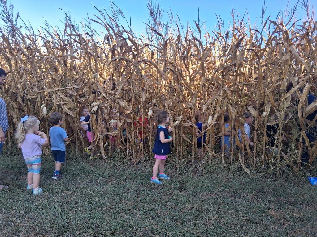 Photo of Prekindergarten students near a cornfield learning about where food comes from