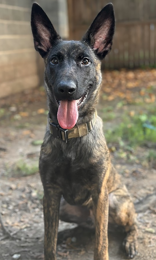 K-9 Chase!