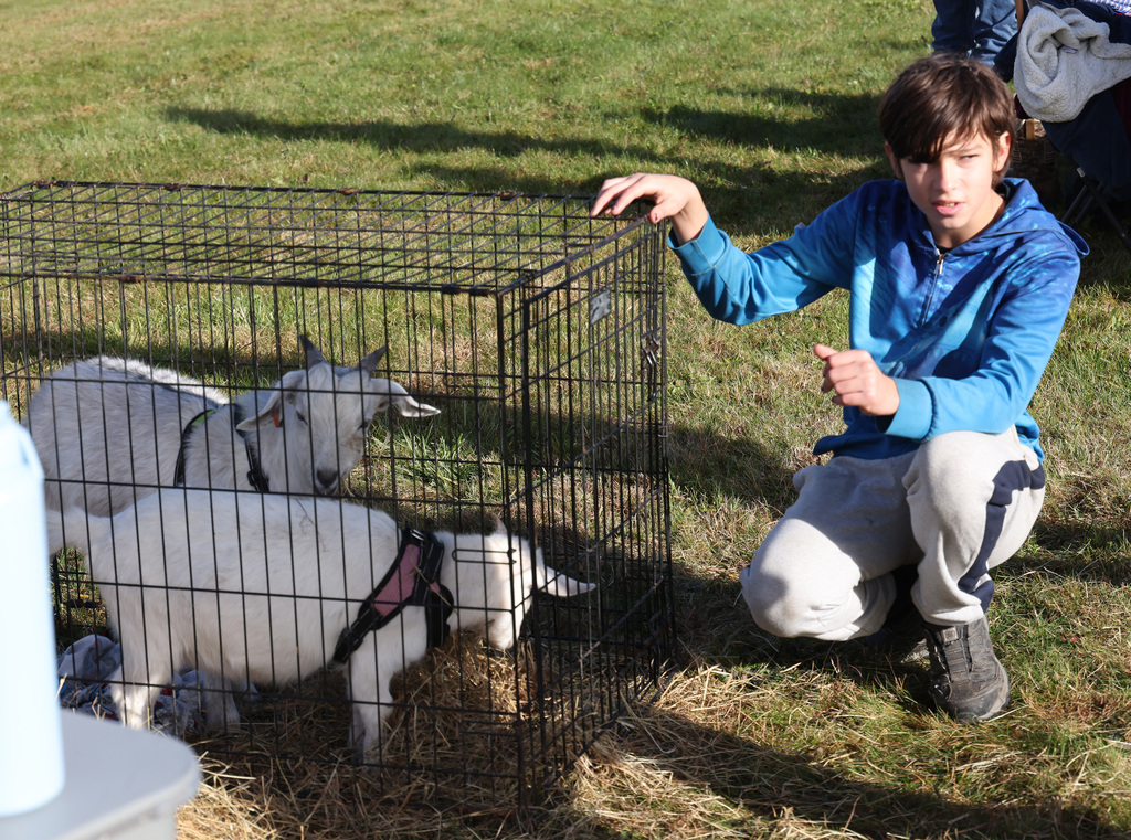Students interacting with others and animals at the FFA Fair. 