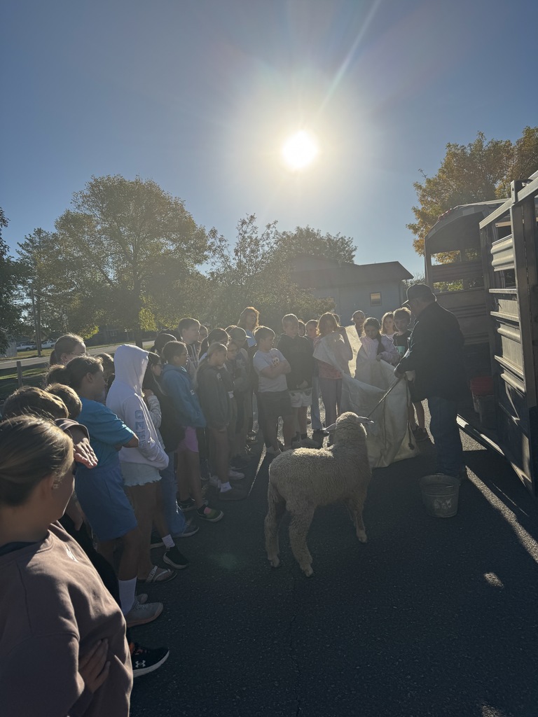 5th graders with sheep