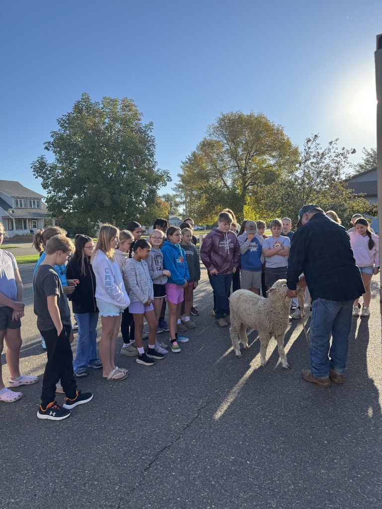 5th graders with sheep