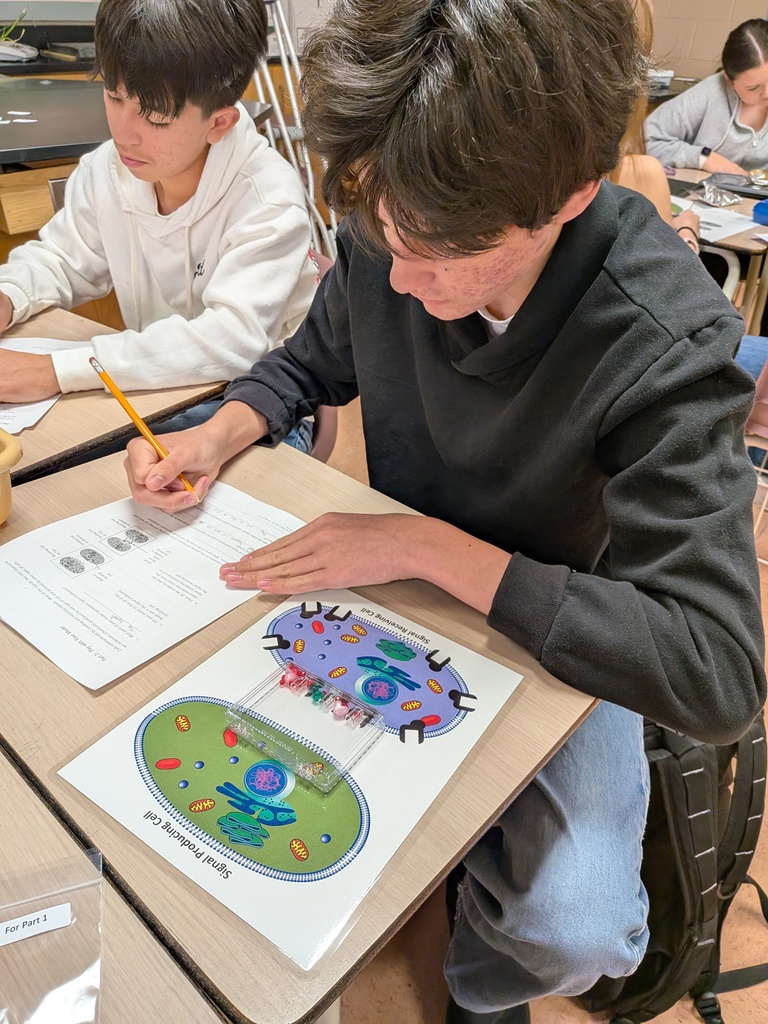 Cell Modeling