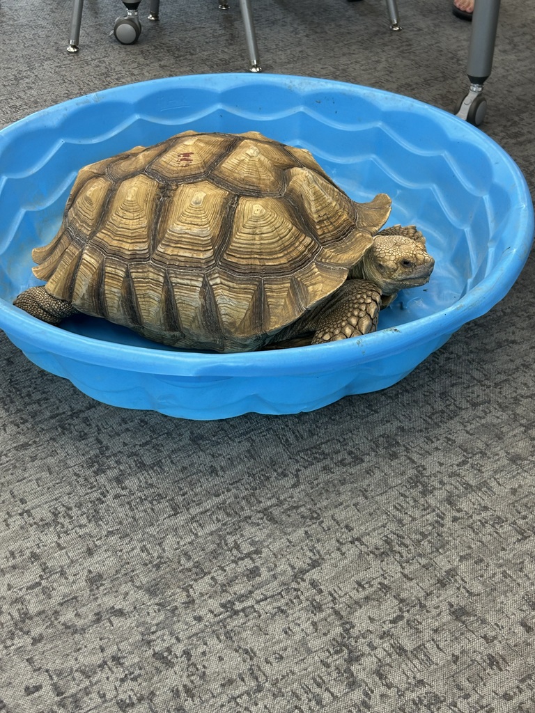 tortoise at career day