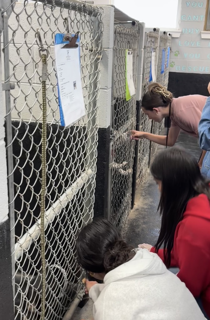 FCCLA students visiting the animal shelter