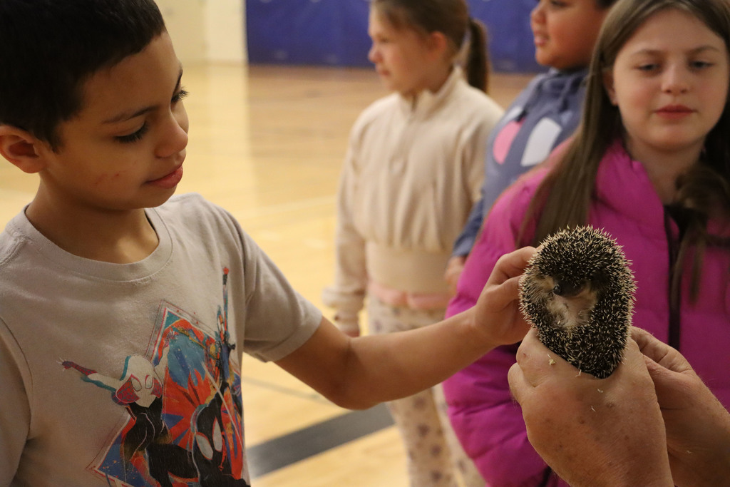 A student pets a hedgehog. 