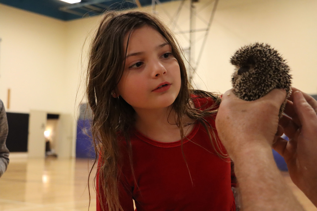 A student pets a hedgehog. 