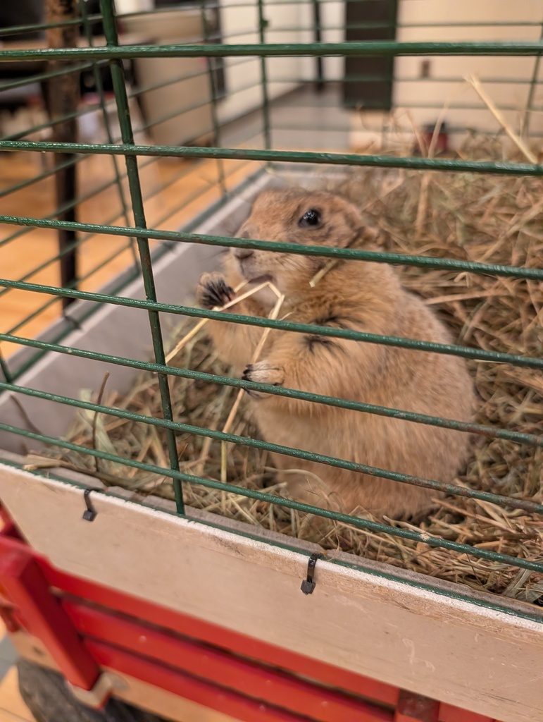 Prairie Dog in a cage