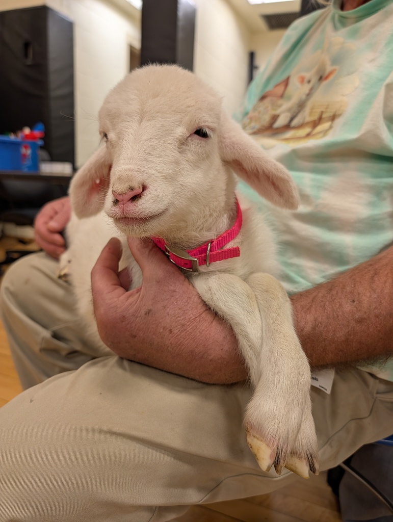 close up of sleepy white lamb with front legs crossed
