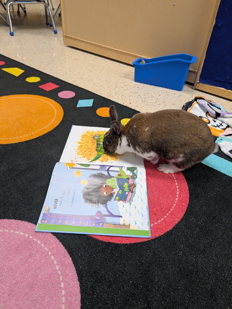 a bunny sniffing a book on the floor