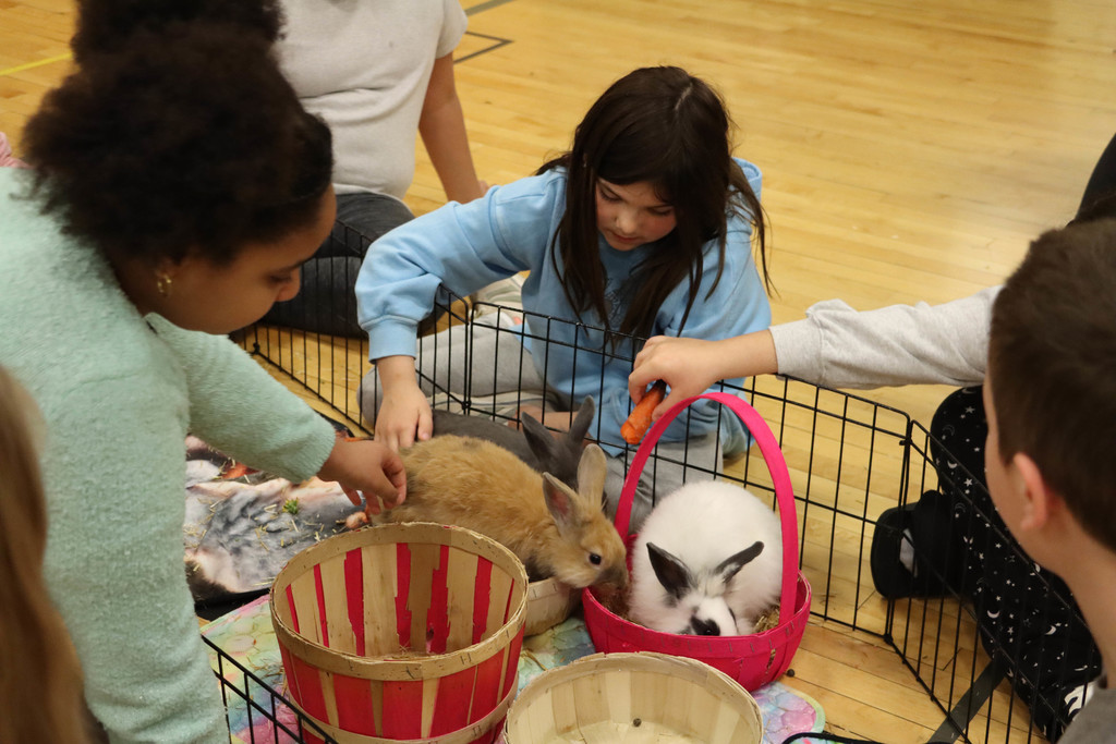 Students feed the rabbits carrots. 
