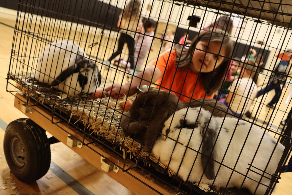 A student pets the long eared rabbits in a cage. 