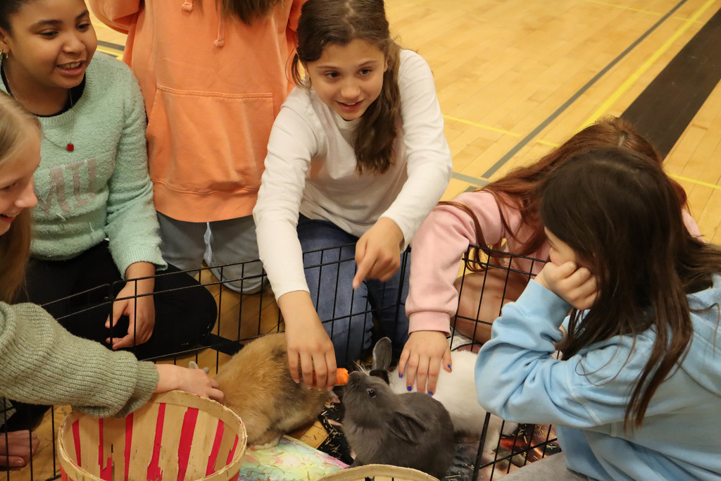 Students feed the rabbits carrots. 