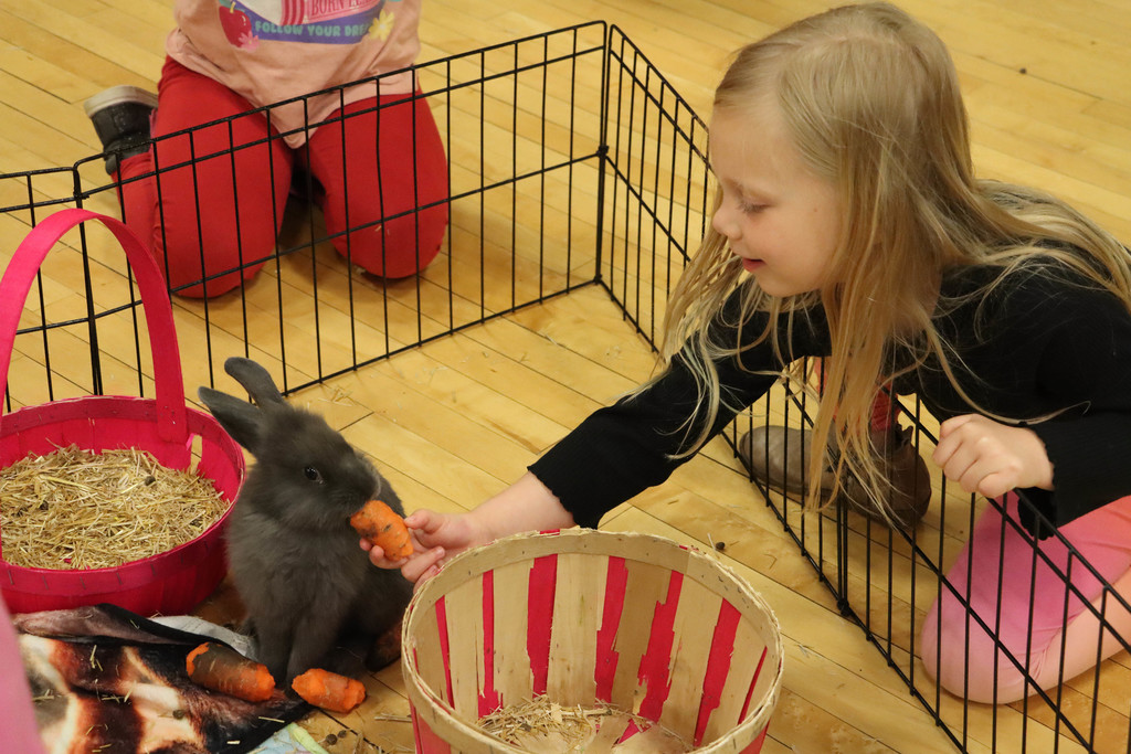 A student feeds a rabbit a carrot. 