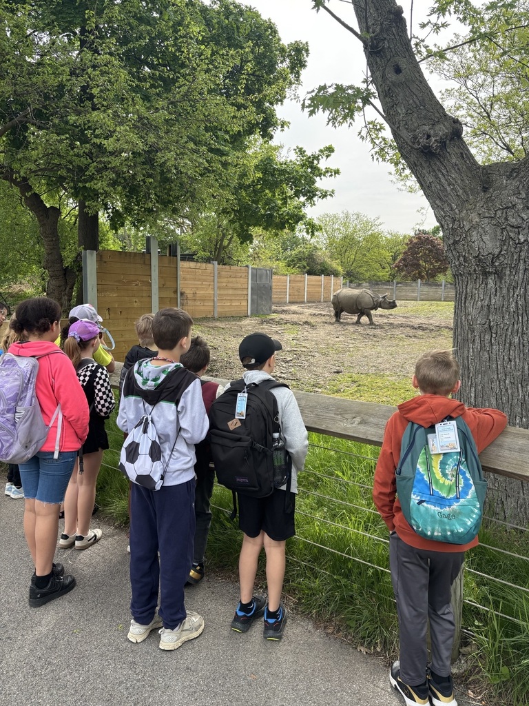 students looking at rhino