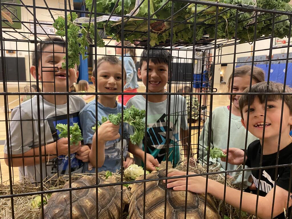 students peer through a cage at two large tortoises with lettuce