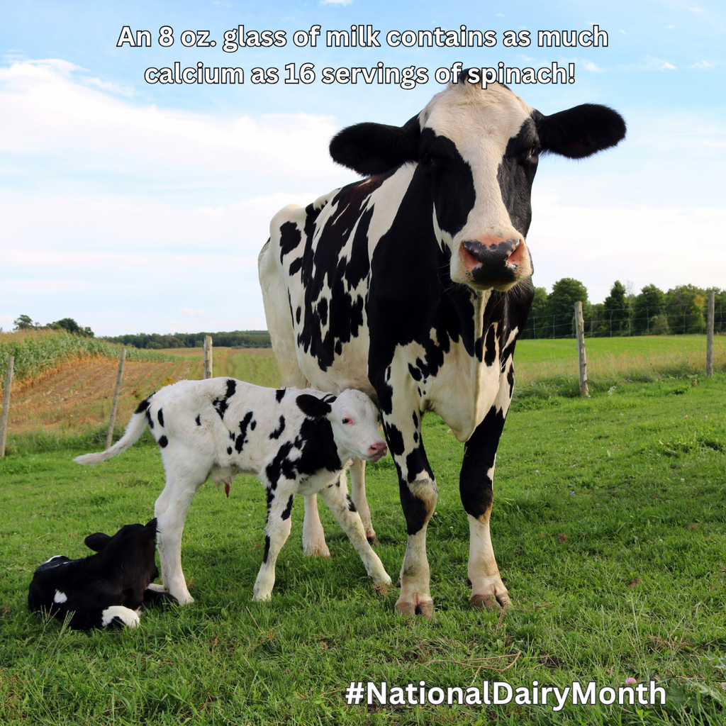A cow and two calves. 