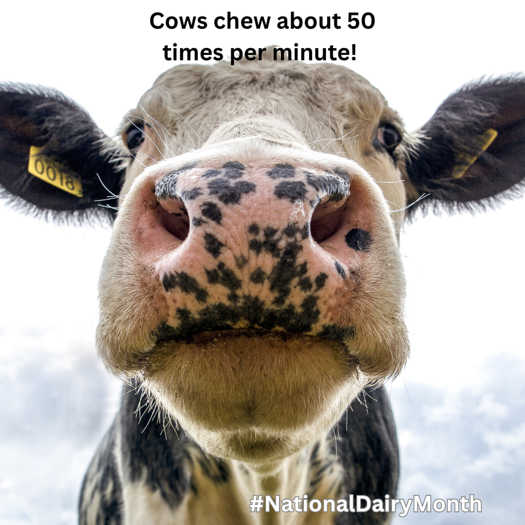 a cow's nose