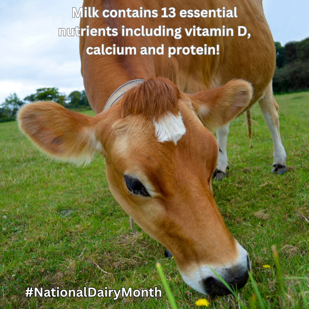 a brown cow eats grass.