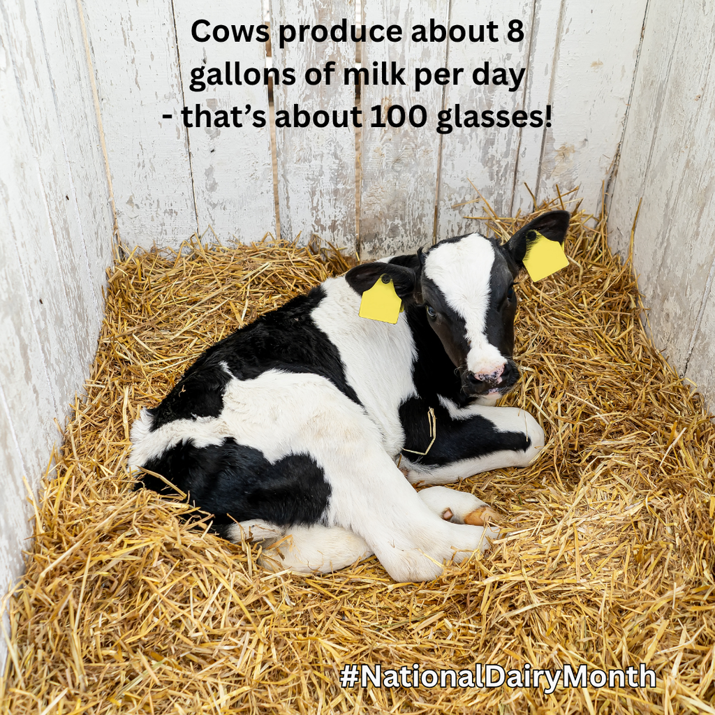 A calf lays in straw.